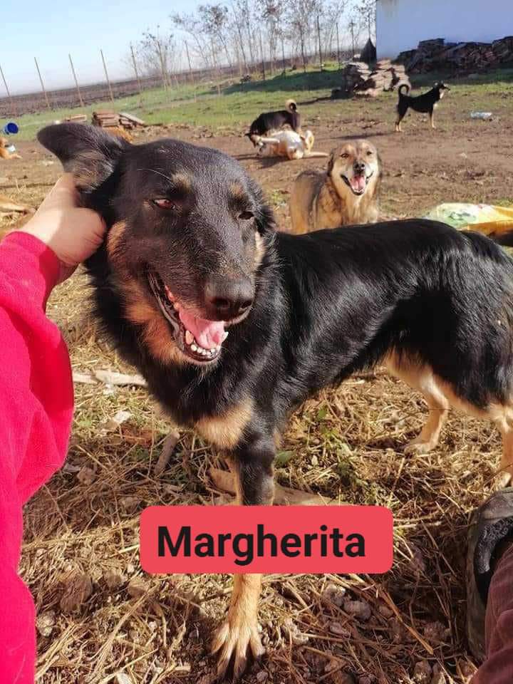 Margherita